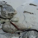 Fresh and drinkable water bubbling through the sand and running off into the sea.